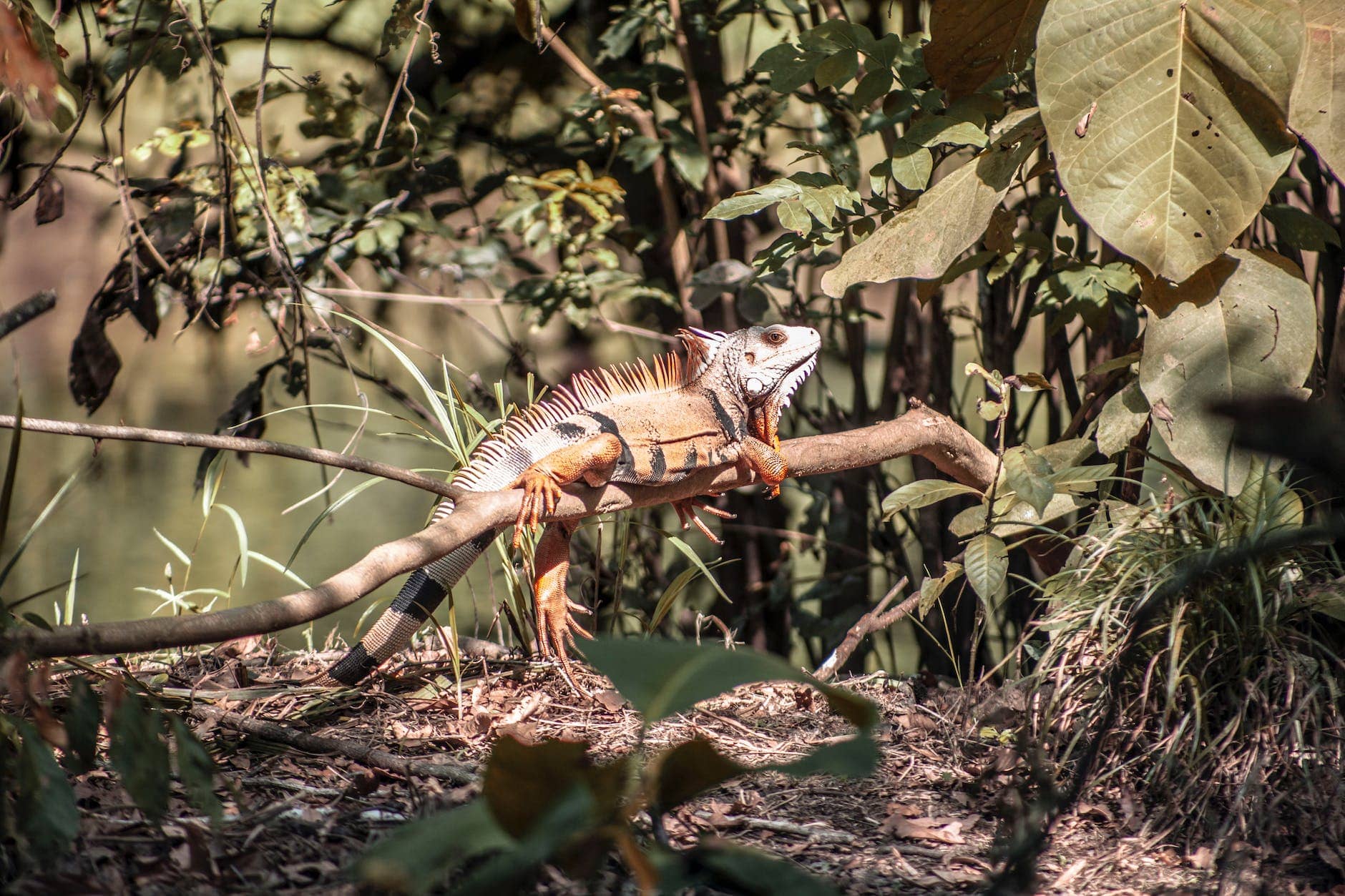 photo of iguana resting on tree branch
